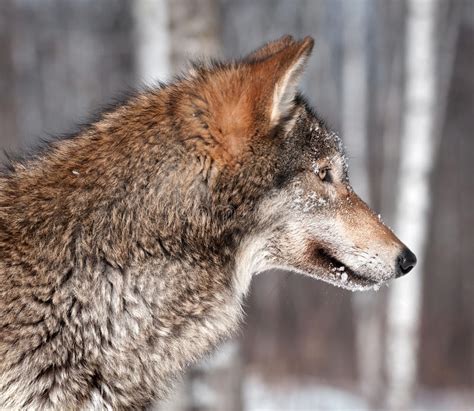Grey Wolf Canis Lupus Profile Stock Image Image Of Outside Snow