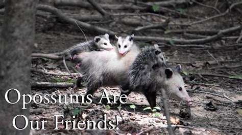 Opossums Benefit Our Backyard Heres How Youtube