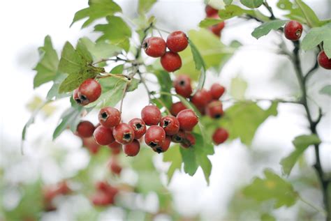 Ripe hawthorn berries. | Berries, Hawthorn berry, Red berries