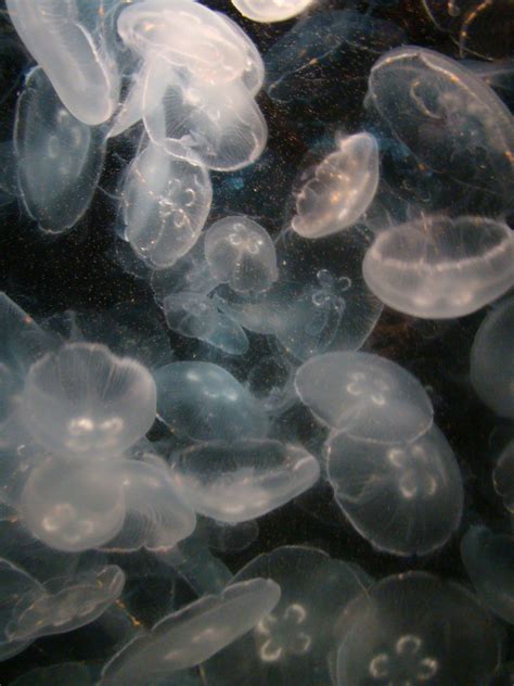 Aquarium Of The Pacific Moon Jellies Zoochat