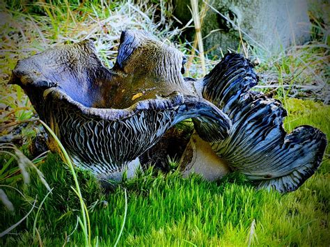 Hautpilz ist in seiner ausprägung sehr verschieden. Schwarzer Pilz... Foto & Bild | motive, natur Bilder auf ...