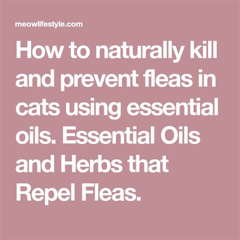How To Naturally Kill And Prevent Fleas Fleas Essential Oils Cats