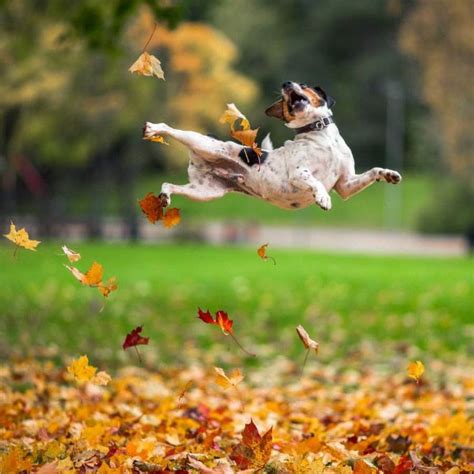 Pictures Of Dogs Enjoying The Leaves Of Autumn Will Make You Smile From