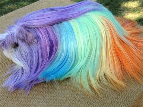 Rainbow Guinea Pig Rainbows And Bright Colors Pinterest