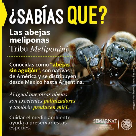 En su Día Nacional conoce a la abeja sagrada maya Quadratin Quintana Roo