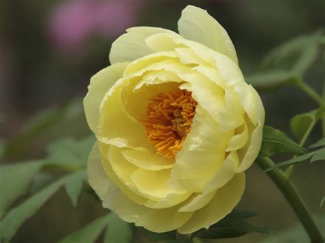 Herbaceous peonies (also known as bush peonies) die to the ground in winter. Facts About Peonies | POPSUGAR Home