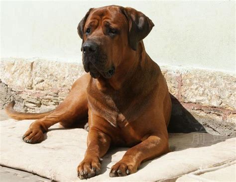 8 Most Popular And Beautiful Types Of Mastiffs Page 3 The Paws