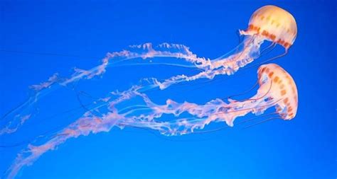 Morské Medúzy Vlastnosti Smrtiaci Jed A životný Cyklus Z Rýb