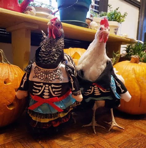 10 Chicken Costumes To Get The Coop Ready For Halloween Chicken Costumes Cute Chickens