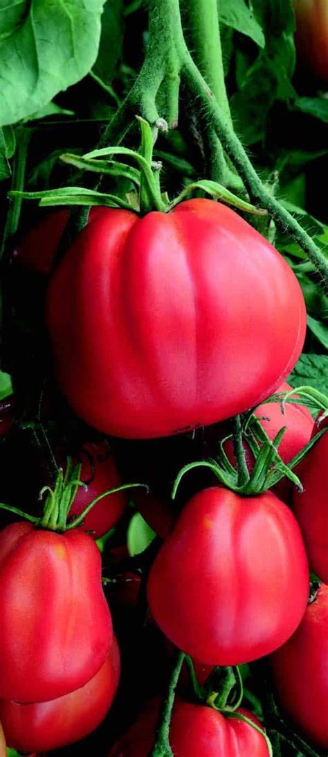 Giant Garden Paste Hybrid Tomato Seeds — Seeds N Such
