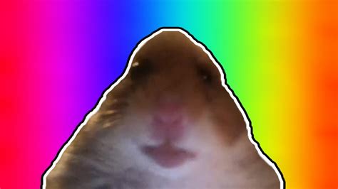 Staring Hamster Meme Compilation Youtube
