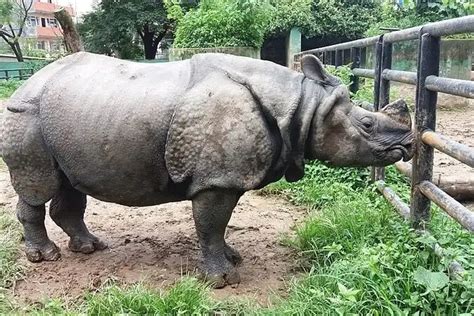 Zoos In Kathmandu Visit The Central Zoo To Explore Wildlife In Nepal