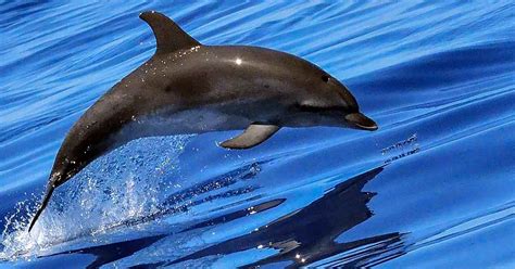 Rüyada Yunus Balığı Görmek Ne Anlama Gelir? - Diyadinnet Rüya Tabirleri