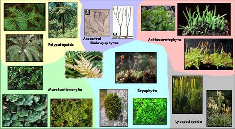 Science Technology Plants And Their Habitats