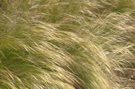 Mexican Feather Grass Plant Care And Growing Guide