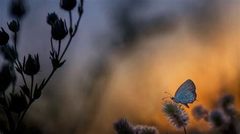 Butterfly On Plant At Sunset Time Nature 4k Wallpaper Hd