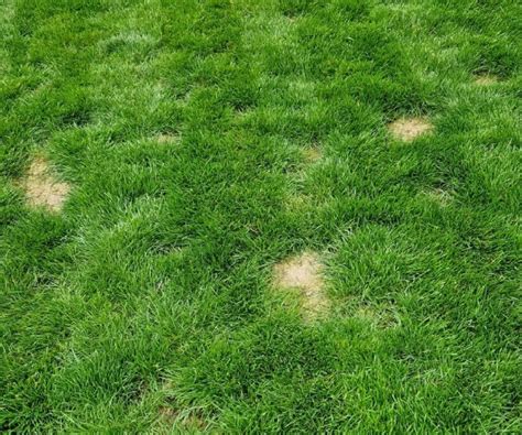 How To Fix Dry Grass And Brown Spots On Your Lawn George Davies Turf