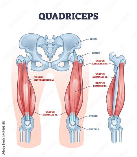 Quadriceps Muscle And Quads Leg Muscular Or Bone Anatomy Outline
