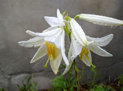 White Lily Flowers In Inflorescence On A Branch In Water Droplets Stock