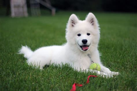 A samoyed pomeranian mix is a crossbreed between samoyed and pomeranian that was originally bred in the united states. Samoyed Puppies: Everything You Need to Know about the Ultimate Snow Dog | The Dog People by ...