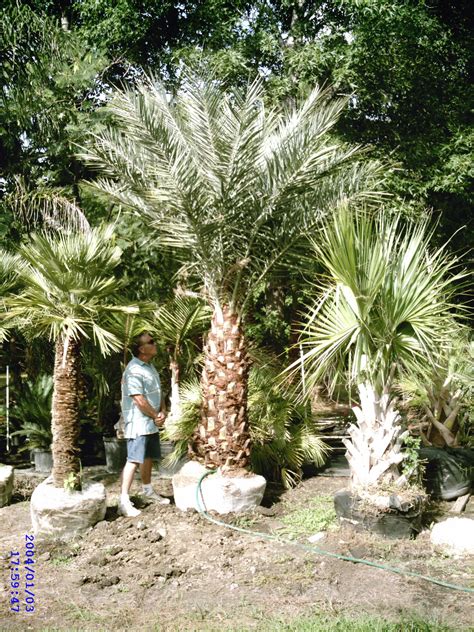 Palm Tree Information Water Fertilizer Temperature