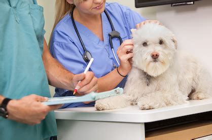 Veterinary assistants care for animals under the supervision of a veterinarian or veterinary technician. Veterinary Assistant Job Description - Healthcare Salary World