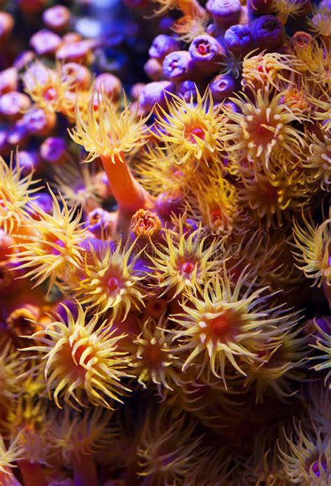 Sea Anemones Stock Photo Image Of Colorful Plant Nature 13788240