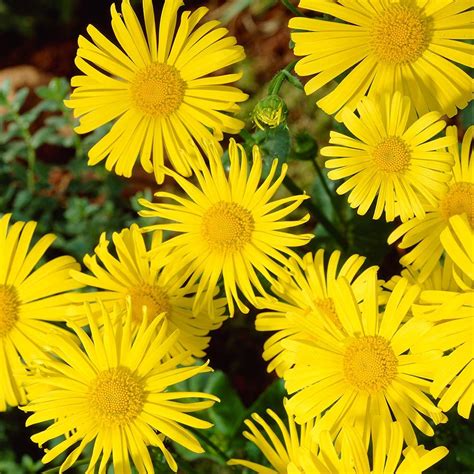 Yellow perennial flowers identification chartshow all. Doronicum orientale Leonardo™ Compact | White Flower Farm