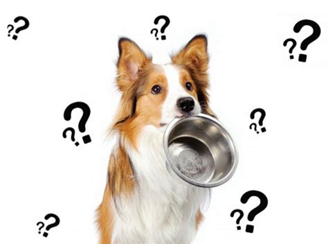 Kako Si Pomagati Pri Izbiri Ustrezne Hrane Za Psa Zdrav Pasji Svet