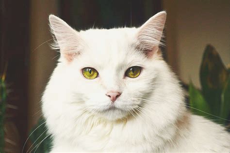 Adorable Animal Cat Cat Face Close Up Curiosity Cute