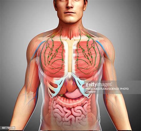From wikimedia commons, the free media repository. 60 Top Human Internal Organ Stock Illustrations, Clip art, Cartoons, & Icons - Getty Images