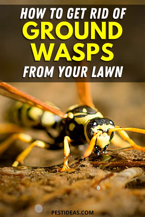 Few home remedies to get rid of burrowing bees. How to get rid of Ground Digger Wasps (Cicada Killer Wasp ...