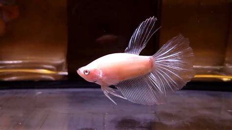 Albino Betta Fish Picture 15 Of 20 True Albino Super Delta Hd