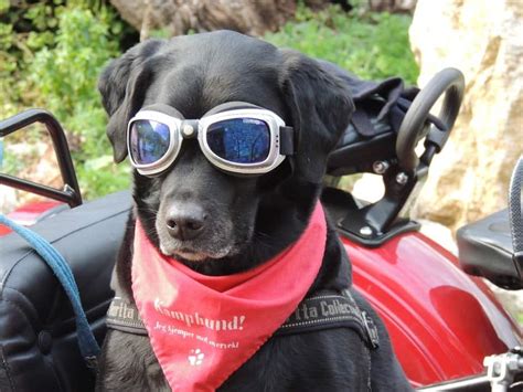Having Fun In The Sun Here Are 15 Of Our Favorite Dog Sunglasses