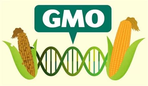 Why Are People Afraid Of Gmos