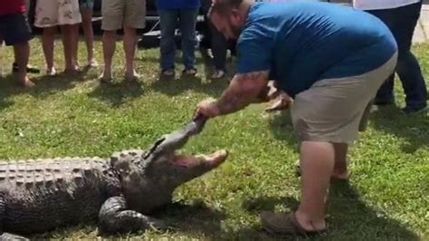 Alligator Gender Reveal Party Causes Controversy Bbc News