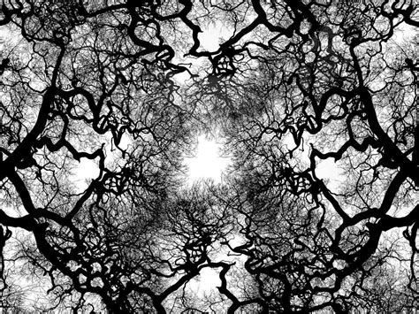 Trees Nature Upward View Black And White Silhouette Woods