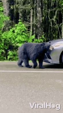 Approaching A Car Viralhog Gif Approaching A Car Viralhog Bear