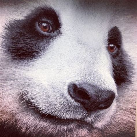 Pin By Squishy Chim On Giant Pandas♡ Panda Bear Panda Eyes Cute Panda