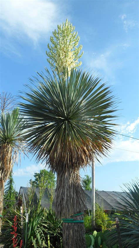 Yucca Rostrata Brian S Botanicals Yucca Rostrata Trunk Up Hardy