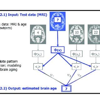 Depiction Of The Original Brain Age Estimation Framework For Humans Download Scientific