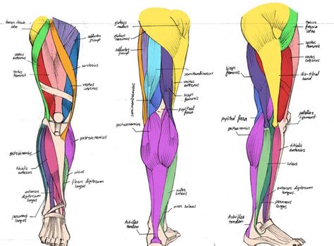 Upper Leg Muscles And Tendons Royalty Free Upper Legs Muscles Anatomy