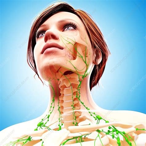 Female Lymphatic System Artwork Stock Image F0071858 Science