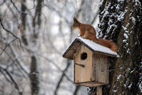Eichhörnchen halten keinen winterschlaf und sollten vor allem im winter mit futter und wasser versorgt werden. Eichhörnchen im Winter füttern | Eichhörnchen im winter ...