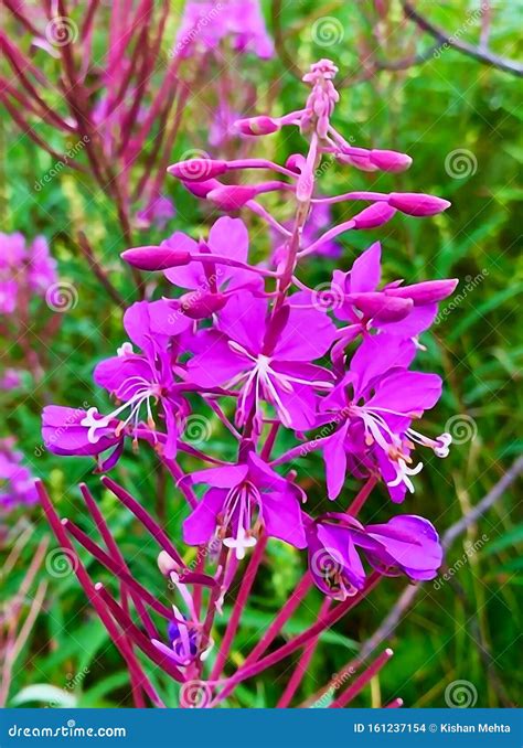 Purple Flowers With Many Beautiful Flowers In The Garden Stock Photo