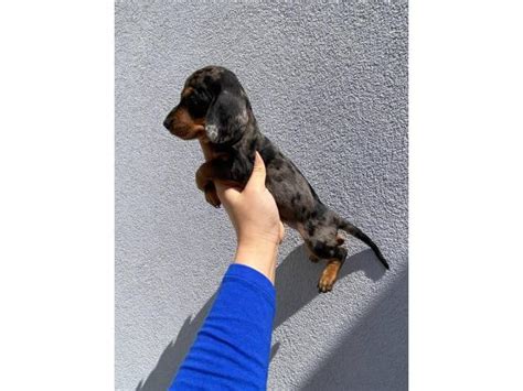 Even dapple dachshund puppies from the same litter can look entirely different. 2 males and 1 female dapple dachshund puppies up for sale ...