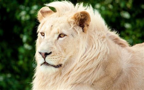 Download Animal White Lion Hd Wallpaper
