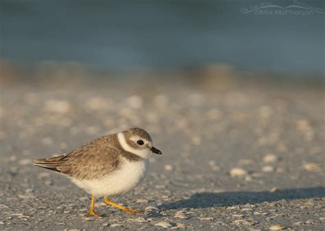 Piping Plover Images Mia Mcphersons On The Wing Photography
