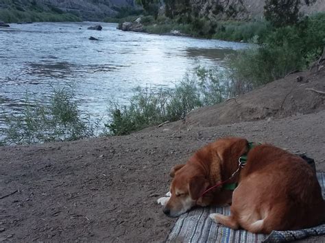 I lost my sweet boy yesterday. He was my constant companion. His