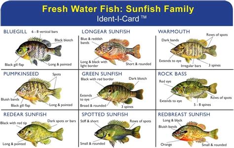 Freshwater Fish Identification Quiz